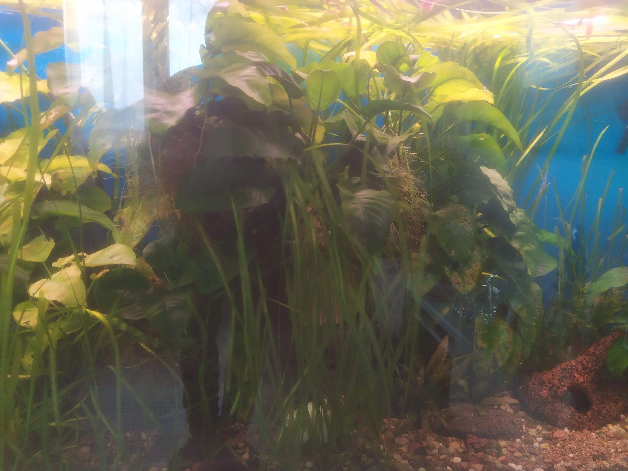 Anubias zaszczepki ,duże rosliny