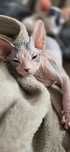 WCF DON Sphynx kotek