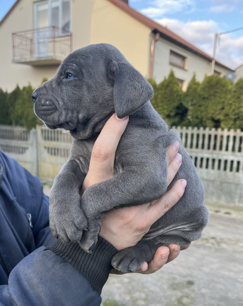 Cane Corso mocny pies