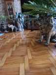 SUCZKA   Pinczer  Miniaturowy