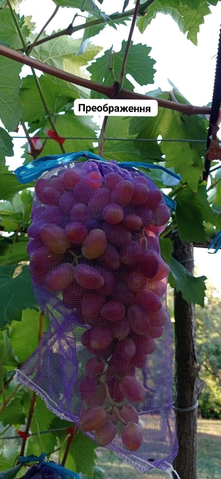 Чубуки саджанці виноград Молдова дубовський розовий вікінг преображен
