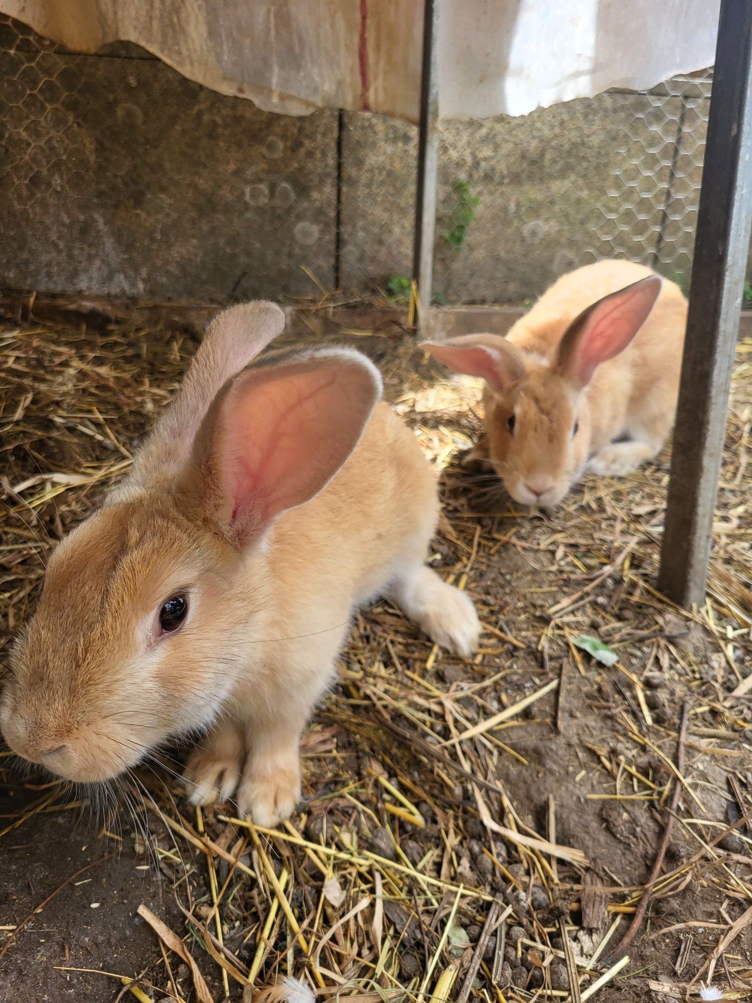 Coelhos para venda