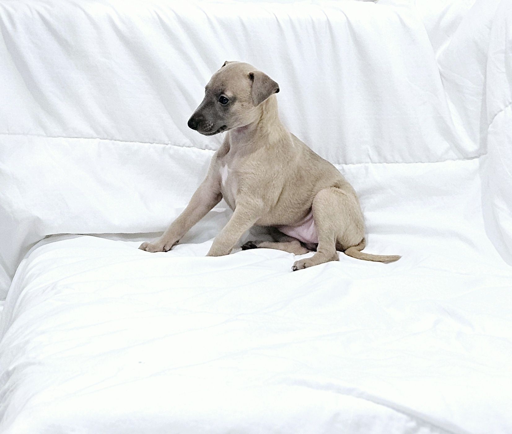 Chart angielski whippet suczka