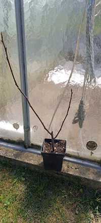 Ficus carica Bornholm
