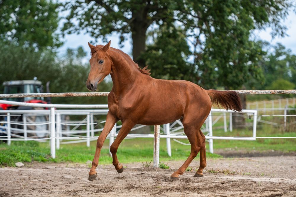 Ogier ujeżdżeniowy 2023r. Morricone x Rosengold