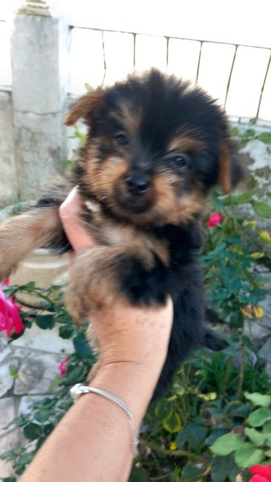 Yorkshire terrier macho pequeno