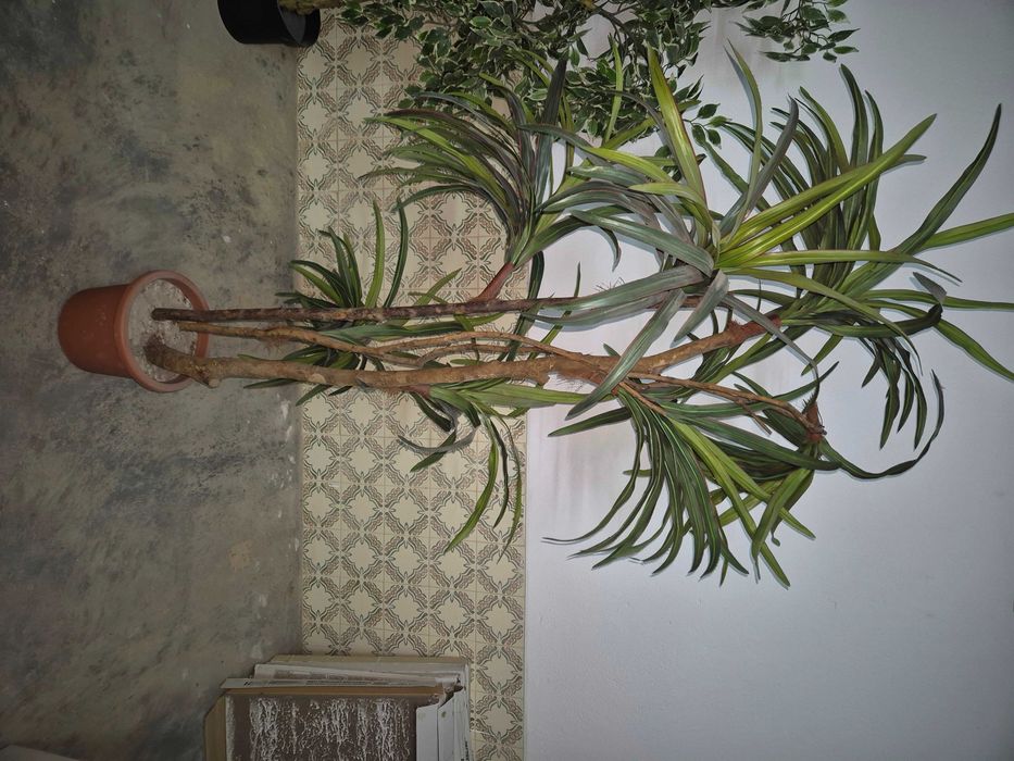 Planta plástico grande (3 plantas)