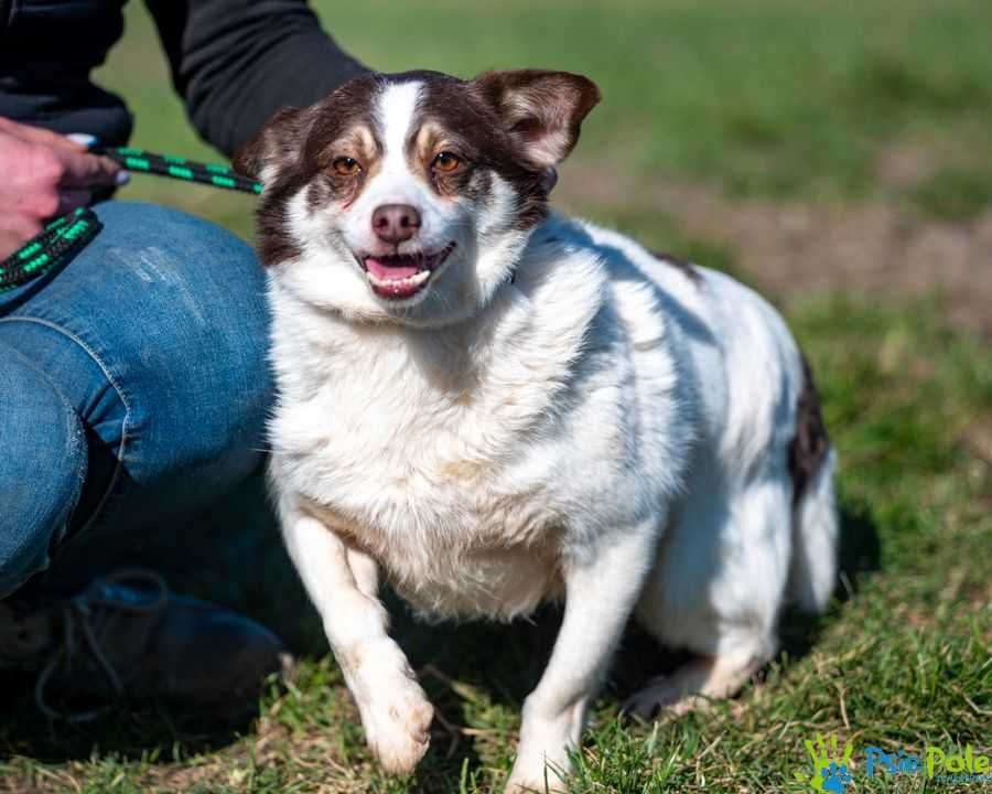 Wesoły, kochany piesek PORTO szuka domku, spokojny