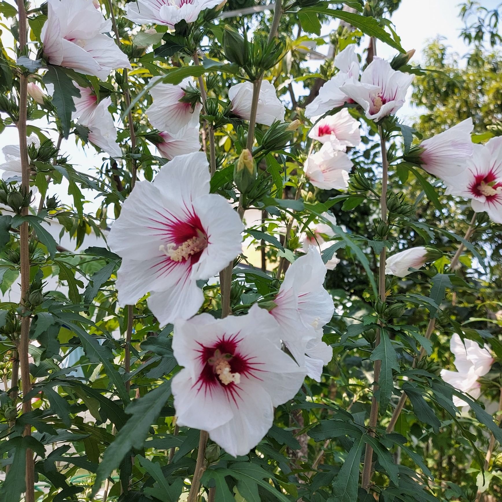 Planta - Hibiscus