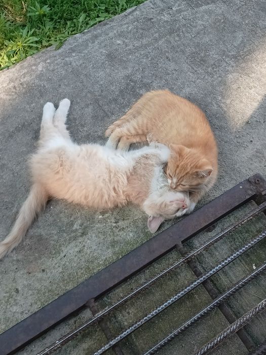 Віддаю котика в добрі руки