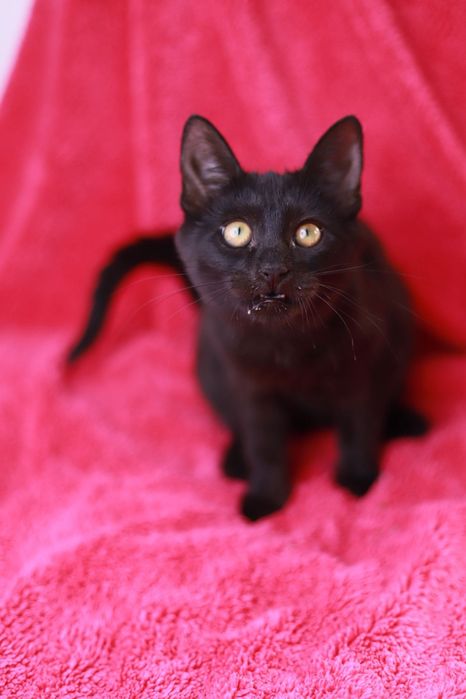 Urocza czarna kotka poleca się do adopcji
