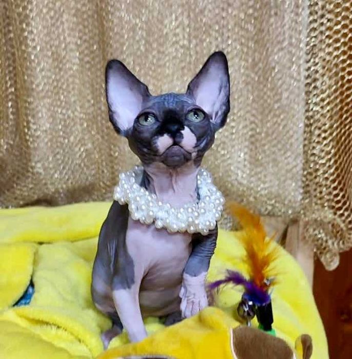 Канадський сфінкс дівчинка Азалєя