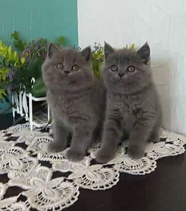 Шотландские плюшевые котята