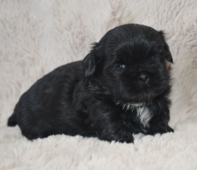 Shih Tzu piękna suczka