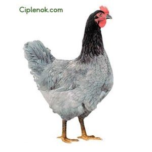 Инкубационное яйцо курицы голубой доминант (Украина Чехия)