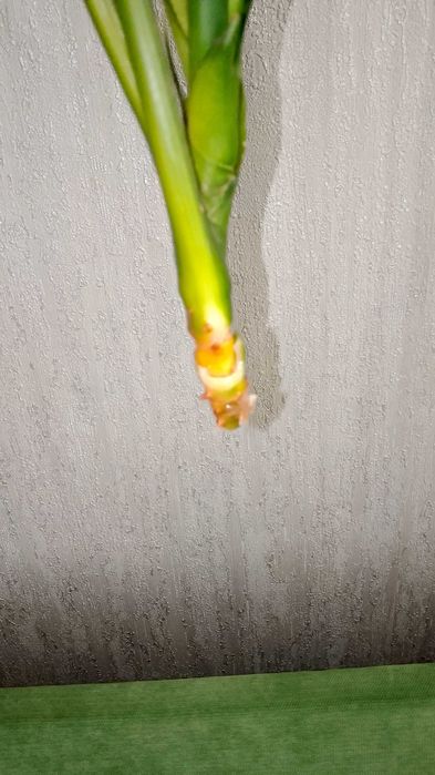 Кімнатні квіти,рослини