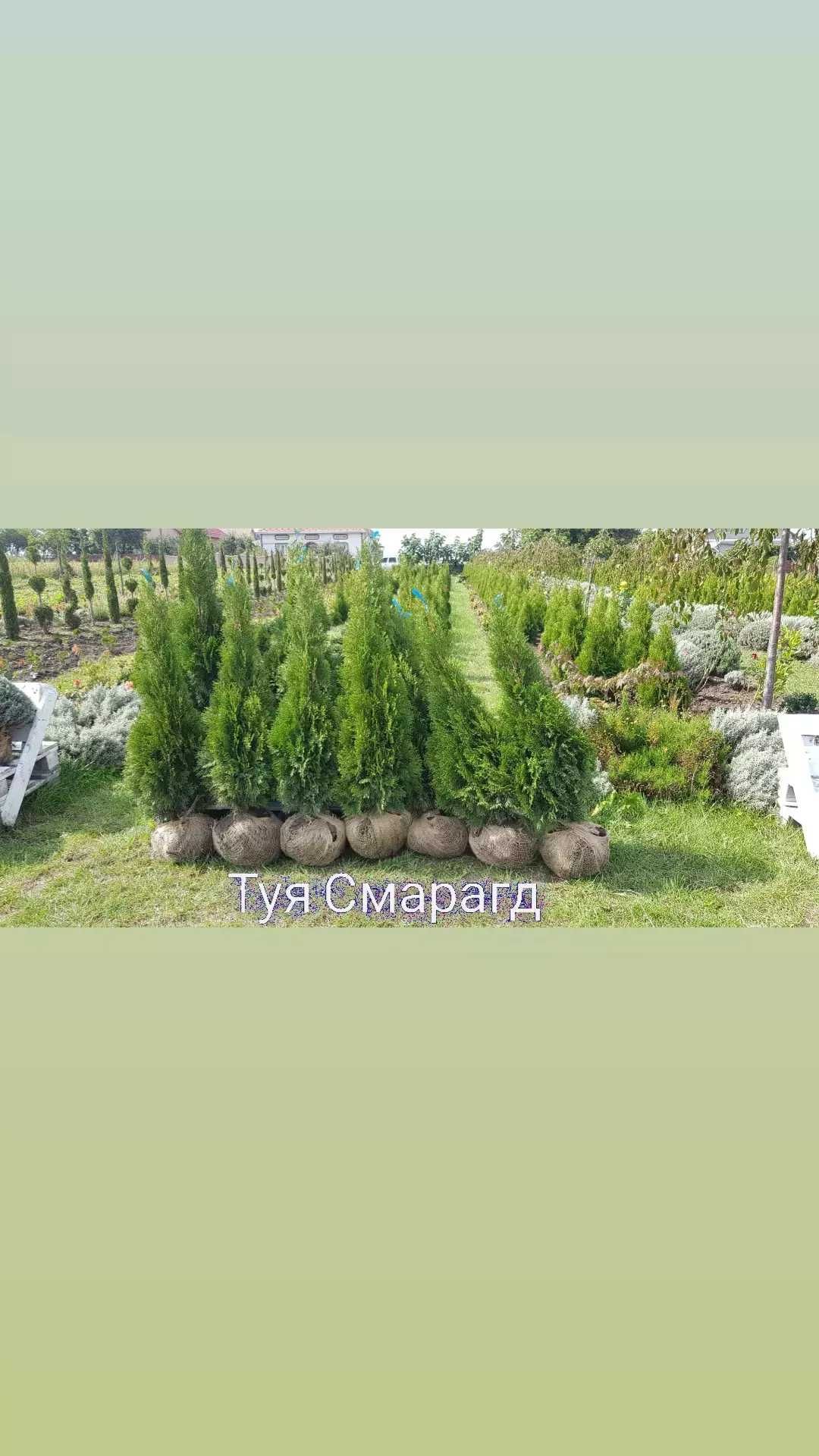 Туя Смарагд 1 м + 1.70 фінальний розпродаж поля