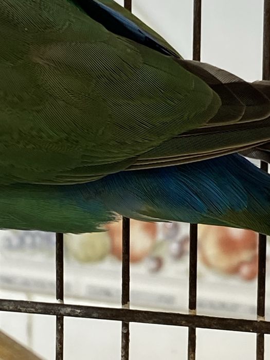 Vendo Rosicolli femea