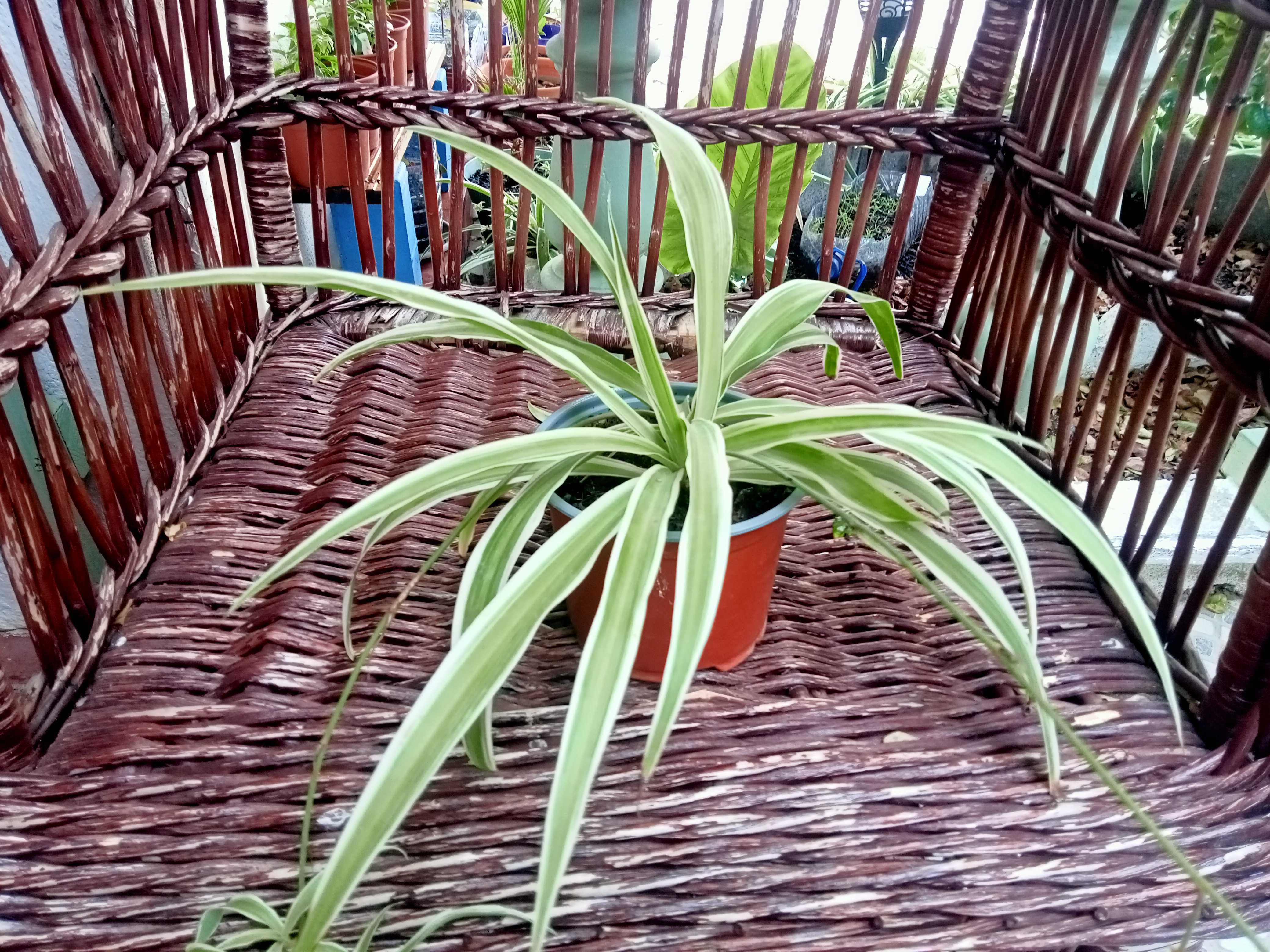 Clorofito - Clorophytum comosum