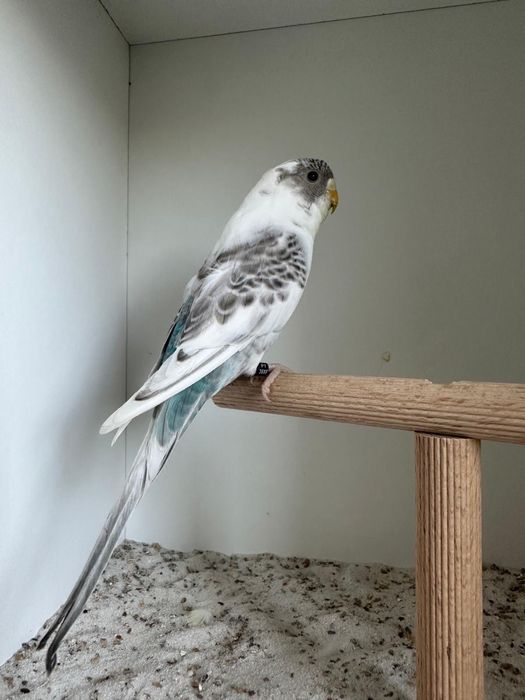 Casais periquitos black face