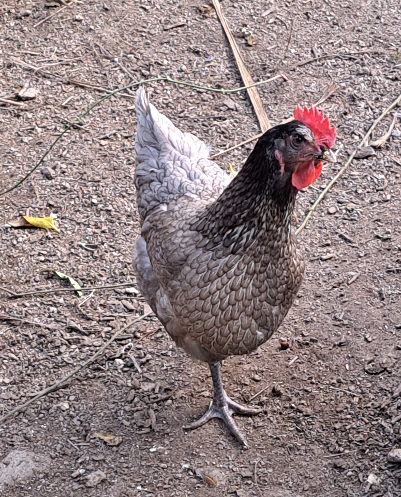 Ovos galados de jersey gigante azul, jersey gigante negra e leghorn