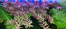 Rotala - roślina akwariowa