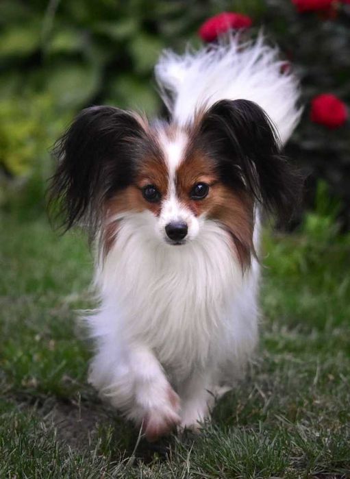 Spaniel kontynentalny miniaturowy papillon ZKwP/FCI