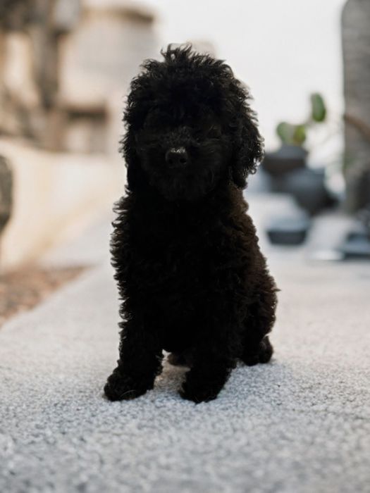 „BAJKA” suczka Pudel Miniaturowy