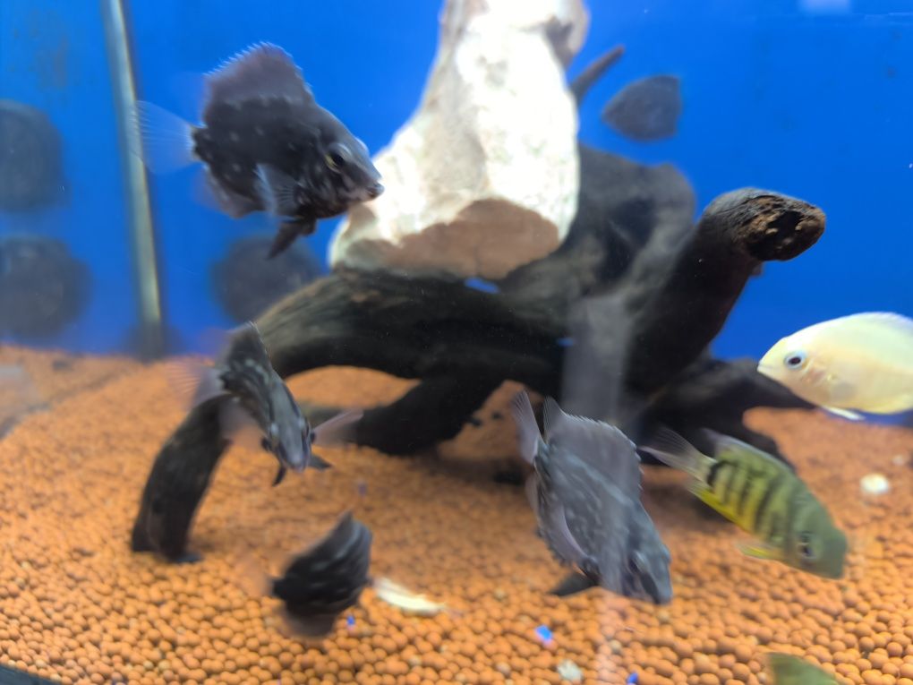 Uarus Amphiacatoides