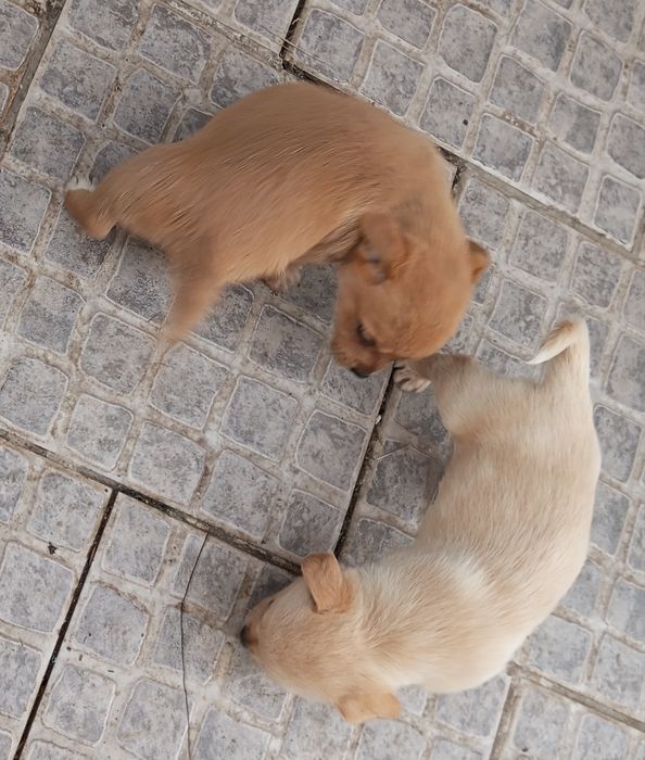 cãezinhos procura o melhor dono