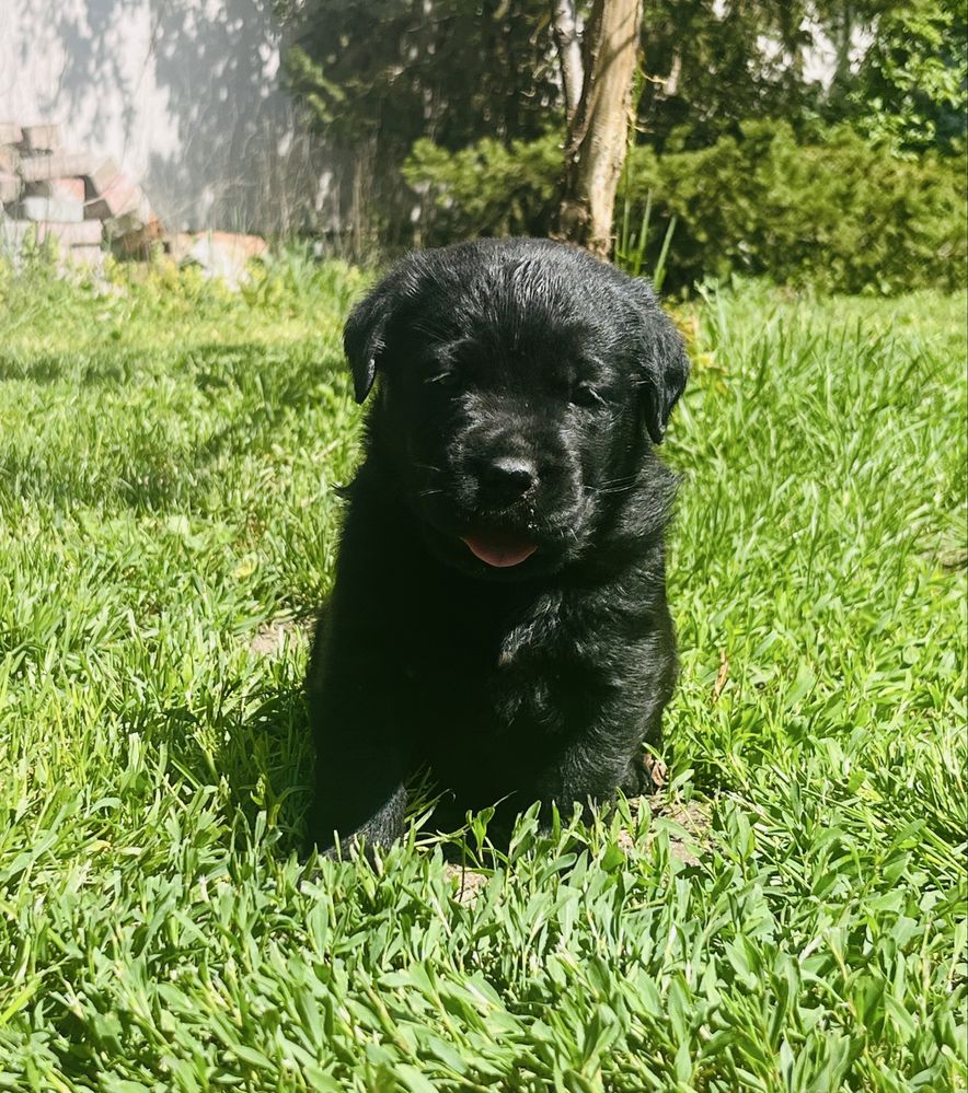 Labrador Retriever piesek ZKwP/FCI
