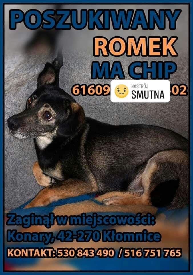 Poszukiwany Romek