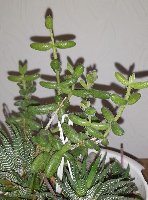 Хавортии и разные Суккуленты