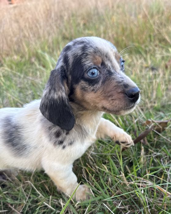 Jamnik króliczy/ miniaturowy suczka