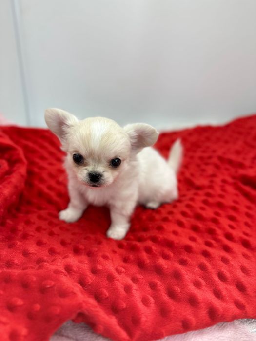 Piesek chihuahua długowłosy FCI