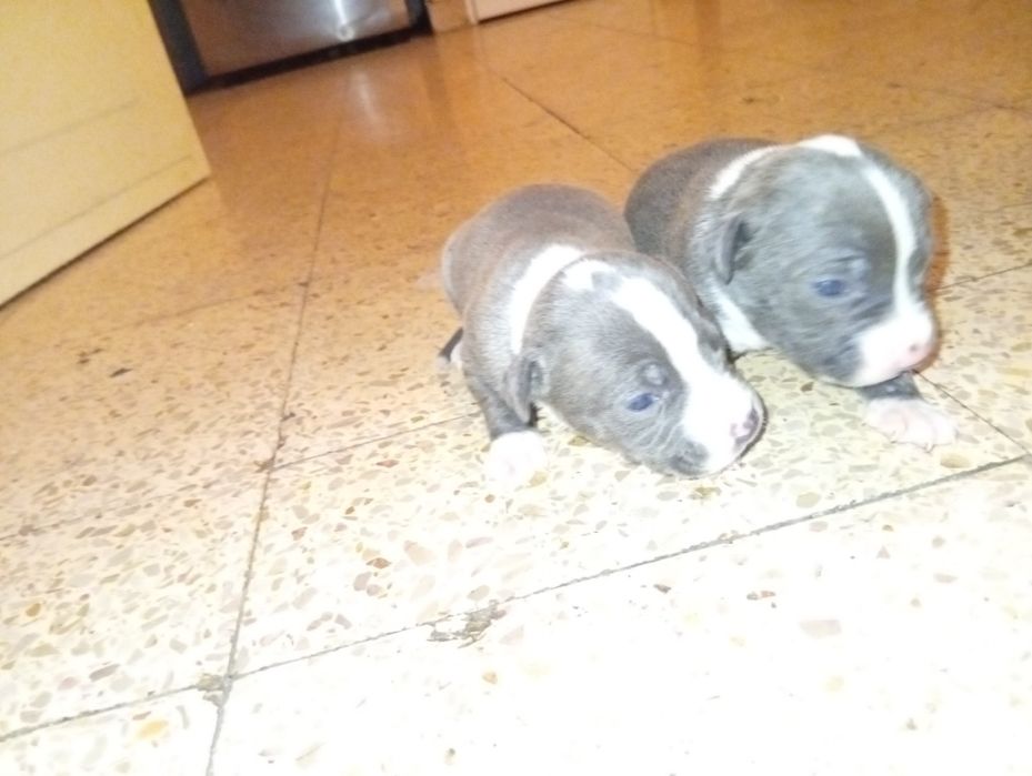 Cães de raça grande