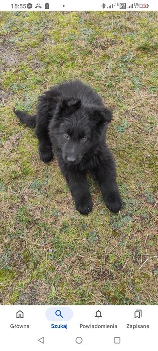 Szczeniak suczka zmieni dom