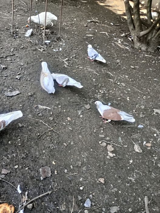 Sprzedam  newki ozdobne