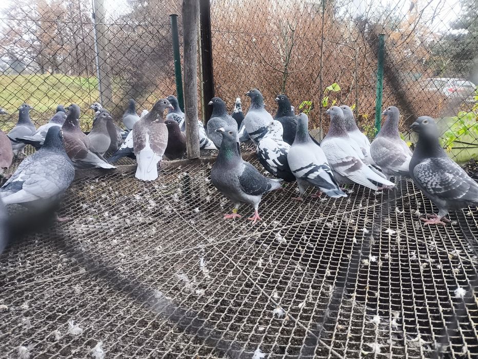 Sprzedam gołębie pocztowe (likwidacja gołębnika)