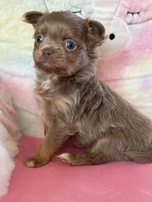 **Długowłosy liliowy piesek**