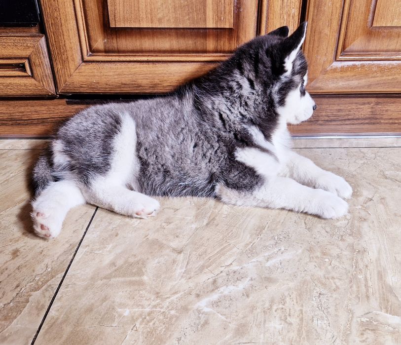 Szczeniak Siberian Husky rodowód ZKwP FCI Champion Puppy Pedigree