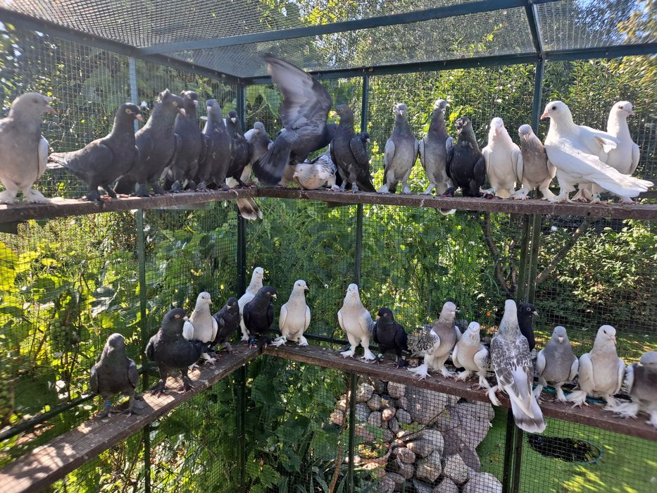 Takla Turecka gołąbki  akrobatyczne