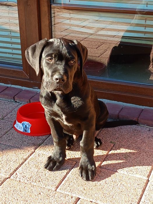 Cane Corso Brutus gotowy do odbioru
