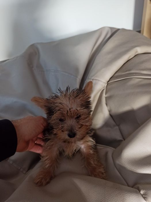 Lindo menino Yorkshire