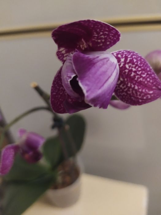 Орхидея пелор Кимоно  не цветущая