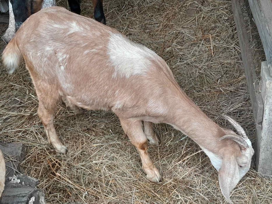 Англонубійська кізочка