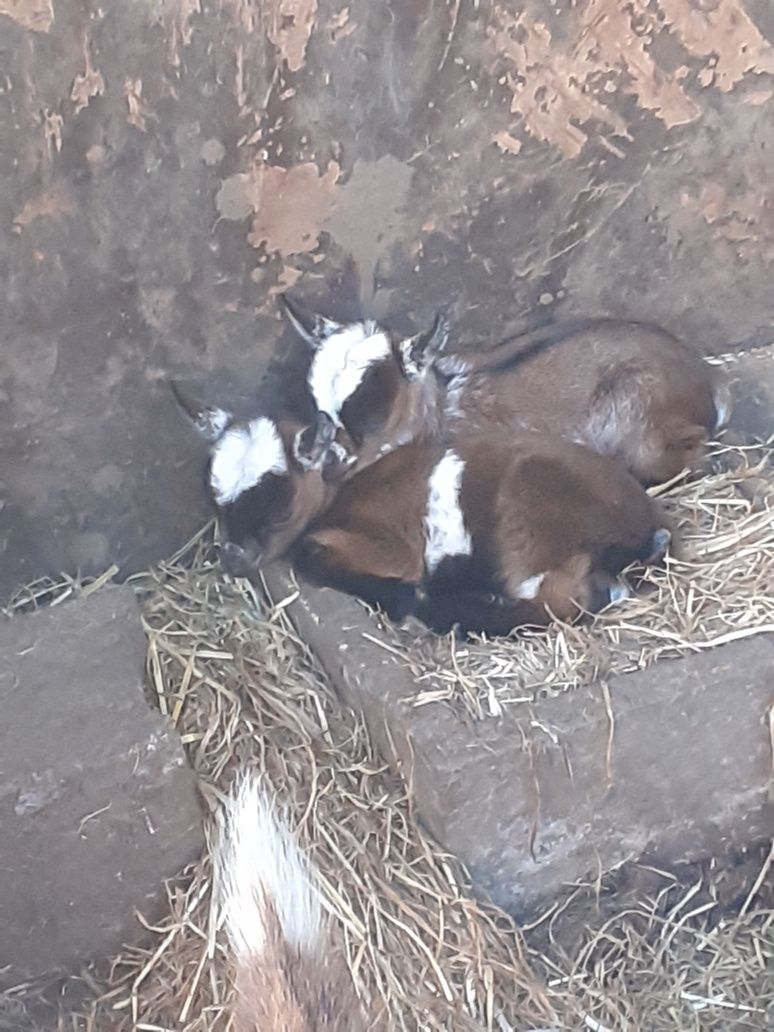 Tenho cabras para ceder