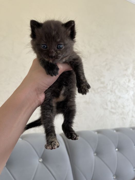 Віддам в добрі руки