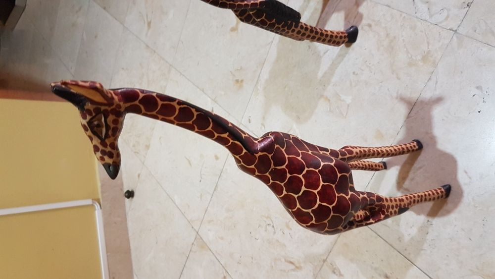 Girafas africanas em Madeira