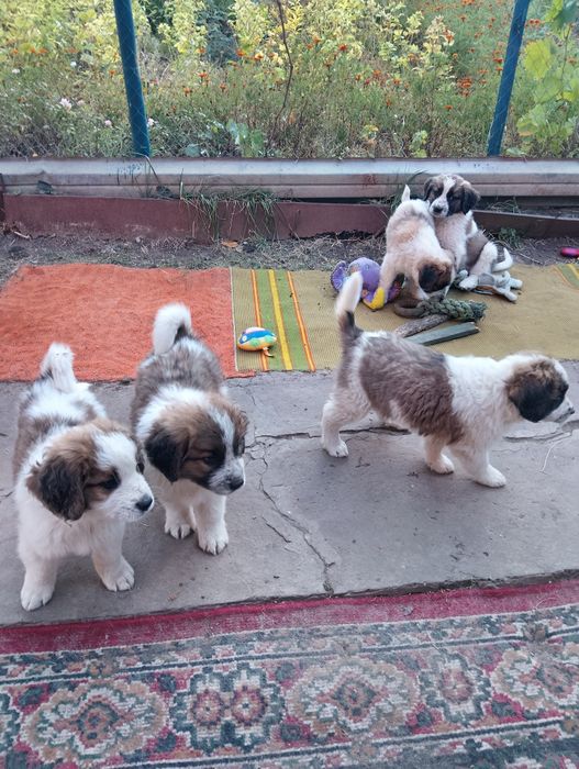 Вільні цуценята Московської сторожової
